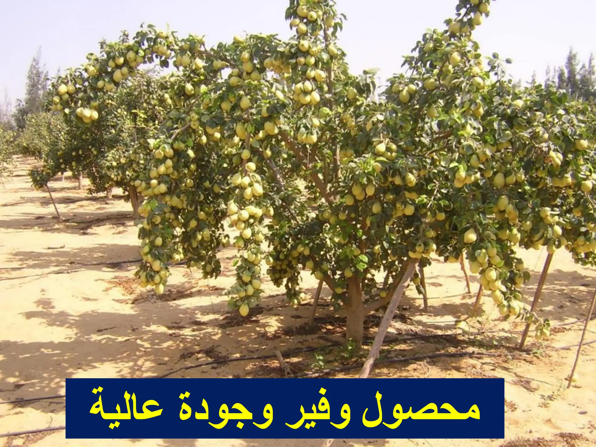 ‫عالٌة‬ ‫وجودة‬ ‫وفٌر‬ ‫محصول‬
 