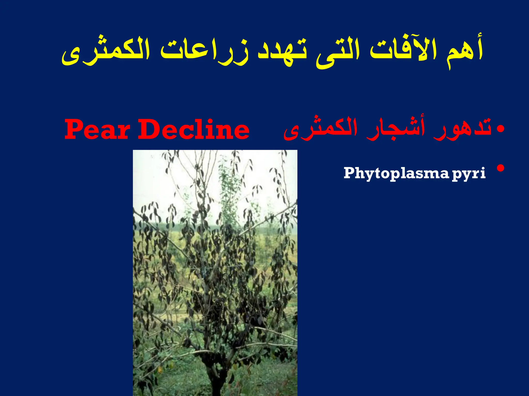 ‫انكمثشي‬ ‫صساعاث‬ ‫حهذد‬ ً‫انخ‬ ‫اآلفاث‬ ‫أهم‬
•
‫الكمثرى‬ ‫أشجار‬ ‫تدهور‬
Pear Decline
•
Phytoplasmapyri
 