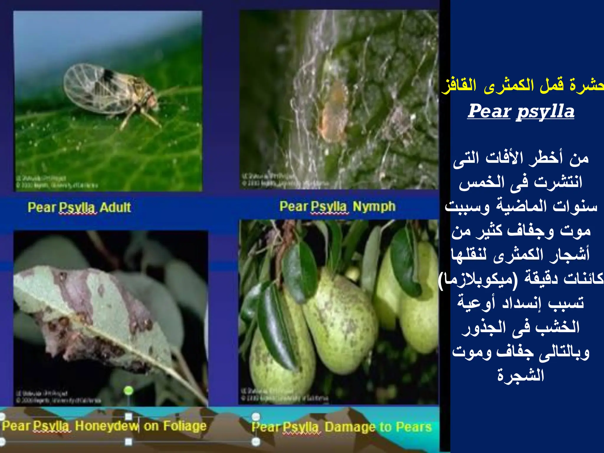‫القافز‬ ‫الكمثرى‬ ‫قمل‬ ‫حشرة‬
Pear psylla
‫التى‬ ‫األفات‬ ‫أخطر‬ ‫من‬
‫الخمس‬ ‫فى‬ ‫انتشرت‬
‫وسببت‬ ‫الماضٌة‬ ‫سنوات‬
‫من‬ ‫كثٌر‬ ‫وجفاؾ‬ ‫موت‬
‫لنقلها‬ ‫الكمثرى‬ ‫أشجار‬
‫دقٌقة‬ ‫كائنات‬
(
‫مٌكوبالزما‬
)
‫أوعٌة‬ ‫إنسداد‬ ‫تسبب‬
‫الجذور‬ ‫فى‬ ‫الخشب‬
‫وموت‬ ‫جفاؾ‬ ‫وبالتالى‬
‫الشجرة‬
 