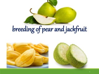 1
breeding of pear and jackfruit
Presented by:-
Rajatiya Jignasa H.
M. Sc. (Horti.) Fruit Science
JAU, Junagadh.
 