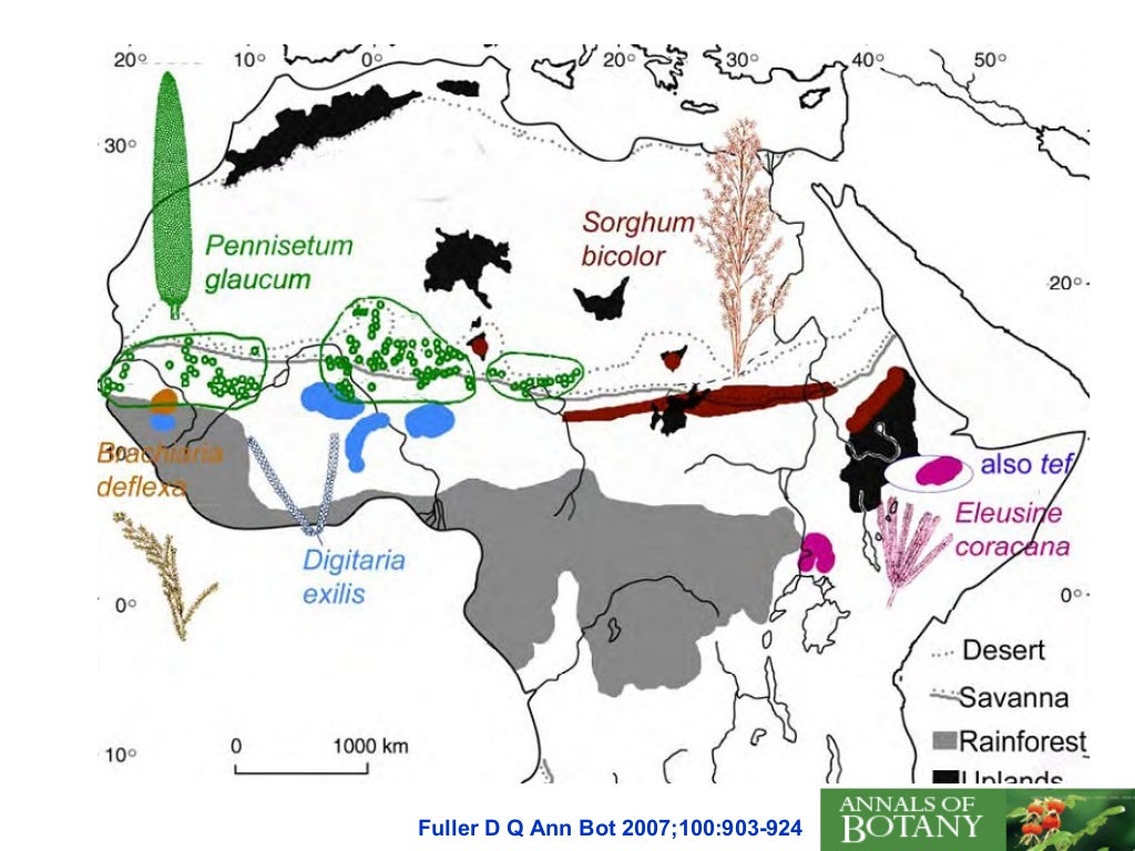 Pearl millet Origin, Domestication, Wild relatives, Gene Pool and Gen…