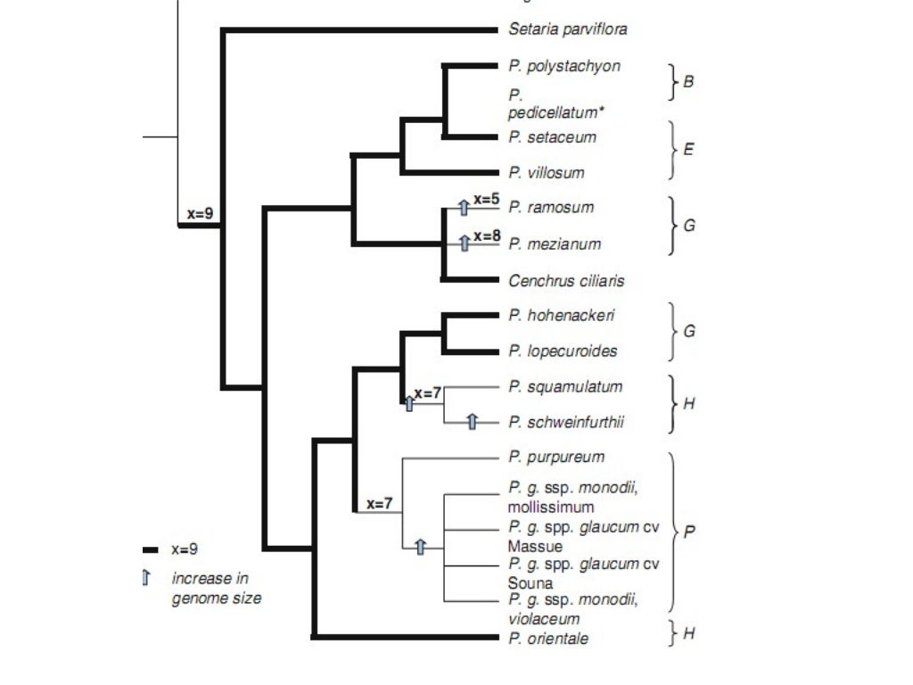Pearl millet Origin, Domestication, Wild relatives, Gene Pool and Gen…