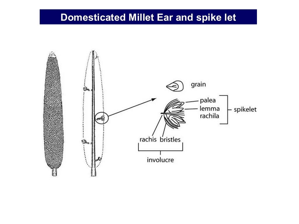 Pearl millet Origin, Domestication, Wild relatives, Gene Pool and Gen…