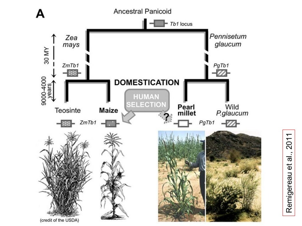 Pearl millet Origin, Domestication, Wild relatives, Gene Pool and Gen…