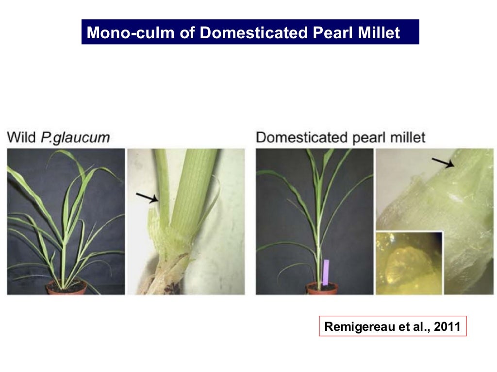 Pearl millet Origin, Domestication, Wild relatives, Gene Pool and Gen…