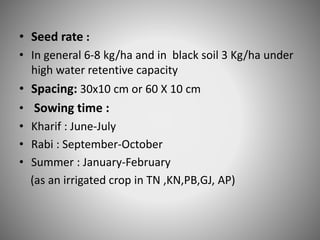 • Seed rate :
• In general 6-8 kg/ha and in black soil 3 Kg/ha under
high water retentive capacity
• Spacing: 30x10 cm or 60 X 10 cm
• Sowing time :
• Kharif : June-July
• Rabi : September-October
• Summer : January-February
(as an irrigated crop in TN ,KN,PB,GJ, AP)
 