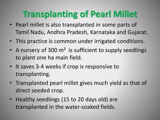 Transplanting of Pearl Millet
• Pearl millet is also transplanted in some parts of
Tamil Nadu, Andhra Pradesh, Karnataka and Gujarat.
• This practice is common under irrigated conditions.
• A nursery of 300 m² is sufficient to supply seedlings
to plant one ha main field.
• It saves 3-4 weeks if crop is responsive to
transplanting.
• Transplanted pearl millet gives much yield as that of
direct seeded crop.
• Healthy seedlings (15 to 20 days old) are
transplanted in the water-soaked fields.
 