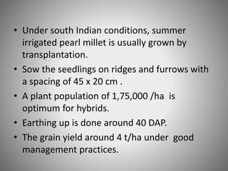 • Under south Indian conditions, summer
irrigated pearl millet is usually grown by
transplantation.
• Sow the seedlings on ridges and furrows with
a spacing of 45 x 20 cm .
• A plant population of 1,75,000 /ha is
optimum for hybrids.
• Earthing up is done around 40 DAP.
• The grain yield around 4 t/ha under good
management practices.
 