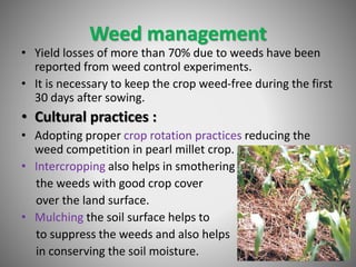 Weed management
• Yield losses of more than 70% due to weeds have been
reported from weed control experiments.
• It is necessary to keep the crop weed-free during the first
30 days after sowing.
• Cultural practices :
• Adopting proper crop rotation practices reducing the
weed competition in pearl millet crop.
• Intercropping also helps in smothering
the weeds with good crop cover
over the land surface.
• Mulching the soil surface helps to
to suppress the weeds and also helps
in conserving the soil moisture.
 