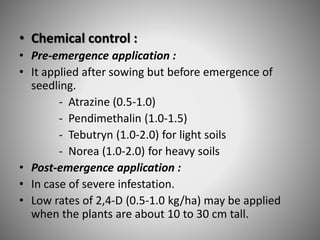 • Chemical control :
• Pre-emergence application :
• It applied after sowing but before emergence of
seedling.
- Atrazine (0.5-1.0)
- Pendimethalin (1.0-1.5)
- Tebutryn (1.0-2.0) for light soils
- Norea (1.0-2.0) for heavy soils
• Post-emergence application :
• In case of severe infestation.
• Low rates of 2,4-D (0.5-1.0 kg/ha) may be applied
when the plants are about 10 to 30 cm tall.
 