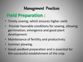 Management Practices
Field Preparation :
• Timely sowing, which ensures higher yield.
• Provide favorable conditions for sowing, allowing
germination, emergence and good plant
development.
• Maintenance of fertility and productivity.
• Summer plowing.
• Good seedbed preparation and is essential for
the successful establishment of the crop.
 
