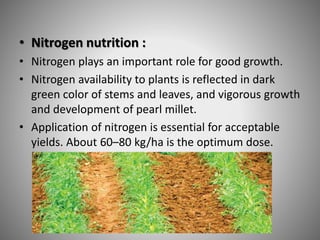 • Nitrogen nutrition :
• Nitrogen plays an important role for good growth.
• Nitrogen availability to plants is reflected in dark
green color of stems and leaves, and vigorous growth
and development of pearl millet.
• Application of nitrogen is essential for acceptable
yields. About 60–80 kg/ha is the optimum dose.
 