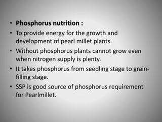 • Phosphorus nutrition :
• To provide energy for the growth and
development of pearl millet plants.
• Without phosphorus plants cannot grow even
when nitrogen supply is plenty.
• It takes phosphorus from seedling stage to grain-
filling stage.
• SSP is good source of phosphorus requirement
for Pearlmillet.
 