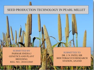 SEED PRODUCTION TECHNOLOGY IN PEARL MILLET
SUBMITTED BY
PARMAR SNEHA J
GENETICS AND PLANT
BREEDING
REG. NO.: 2010122045
SUBMITTED TO
DR. J. N. PATEL SIR
BIDI TOBACCCO RESEARCH
STATION, ANAND
 