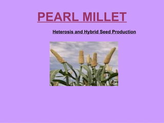 PEARL MILLET
  Heterosis and Hybrid Seed Production
 