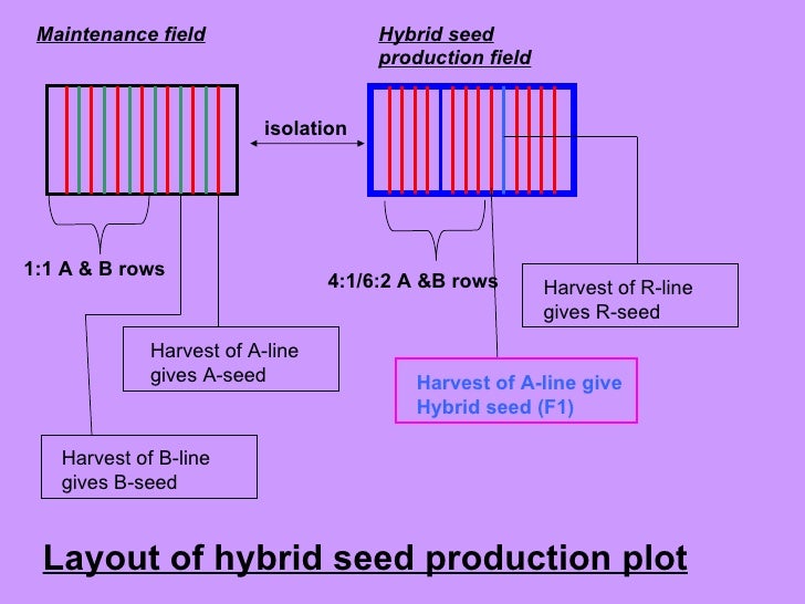 Pearlmillet heterosis and hybrid seed production