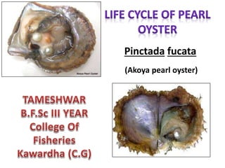 Pinctada fucata
(Akoya pearl oyster)
 