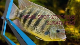 PEARL SPOT (ETROPLUS
SURATENSIS)
HARINIV
2ND MSC ZOOLOGY
QUEEN MARY’S COLLEGE.
 