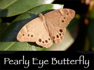 Pearly Eye Butterﬂy