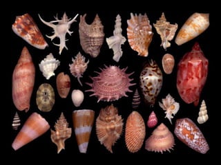 Pearly shells, from the ocean. (v.m.)