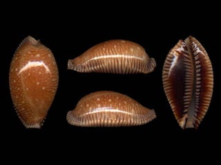 Pearly shells, from the ocean. (v.m.)