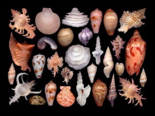 Pearly shells, from the ocean. (v.m.)