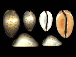 Pearly shells, from the ocean. (v.m.)