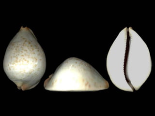 Pearly shells, from the ocean. (v.m.)