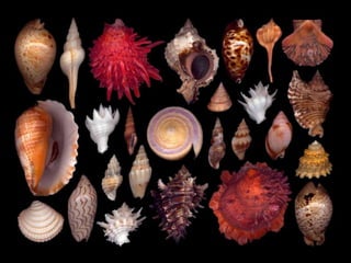 Pearly shells, from the ocean. (v.m.)