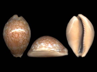 Pearly shells, from the ocean. (v.m.)