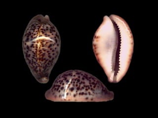 Pearly shells, from the ocean. (v.m.)