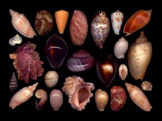 Pearly shells, from the ocean. (v.m.)