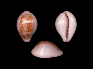 Pearly shells, from the ocean. (v.m.)