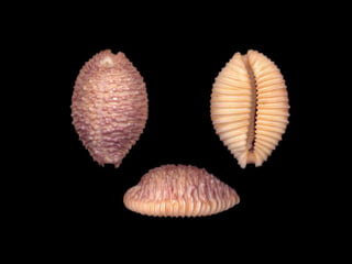 Pearly shells, from the ocean. (v.m.)