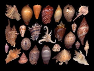 Pearly shells, from the ocean. (v.m.)