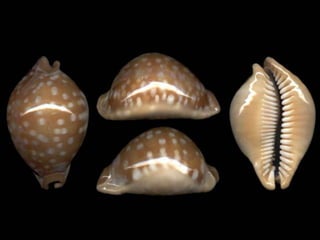 Pearly shells, from the ocean. (v.m.)