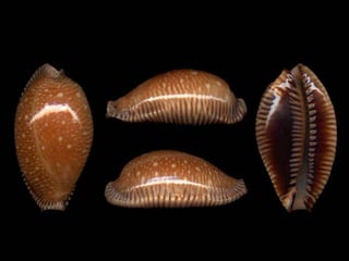 Pearly shells, from the ocean. (v.m.)