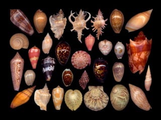 Pearly shells, from the ocean. (v.m.)