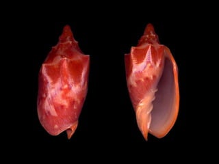 Pearly shells, from the ocean. (v.m.)