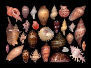 Pearly shells, from the ocean. (v.m.)