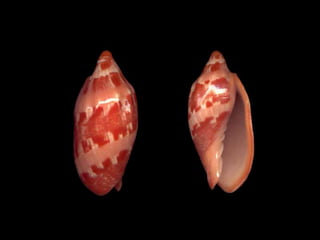 Pearly shells, from the ocean. (v.m.)