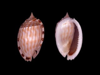 Pearly shells, from the ocean. (v.m.)