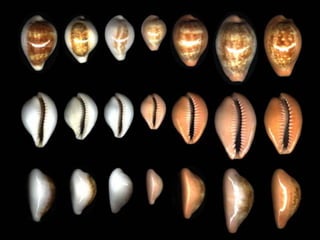 Pearly shells, from the ocean. (v.m.)