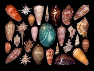 Pearly shells, from the ocean. (v.m.)