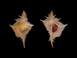 Pearly shells, from the ocean. (v.m.)