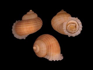 Pearly shells, from the ocean. (v.m.)