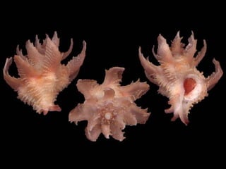 Pearly shells, from the ocean. (v.m.)