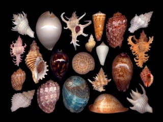 Pearly shells, from the ocean. (v.m.)