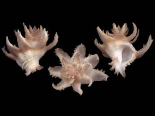 Pearly shells, from the ocean. (v.m.)