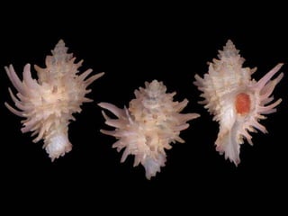 Pearly shells, from the ocean. (v.m.)